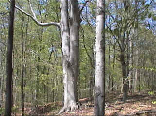 beachtree.jpg (197128 bytes)