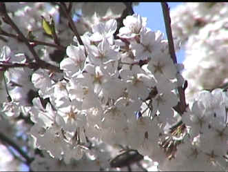 cherryblossom2.jpg (128644 bytes)
