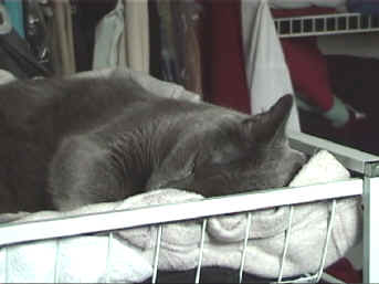 ickusinsockdrawer.jpg (105230 bytes)