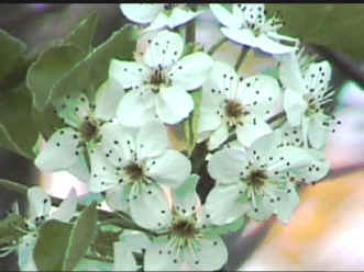 pearblossom.jpg (98459 bytes)