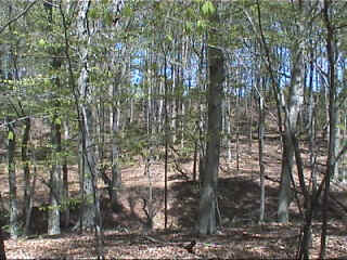 viewfromhouse.jpg (209692 bytes)